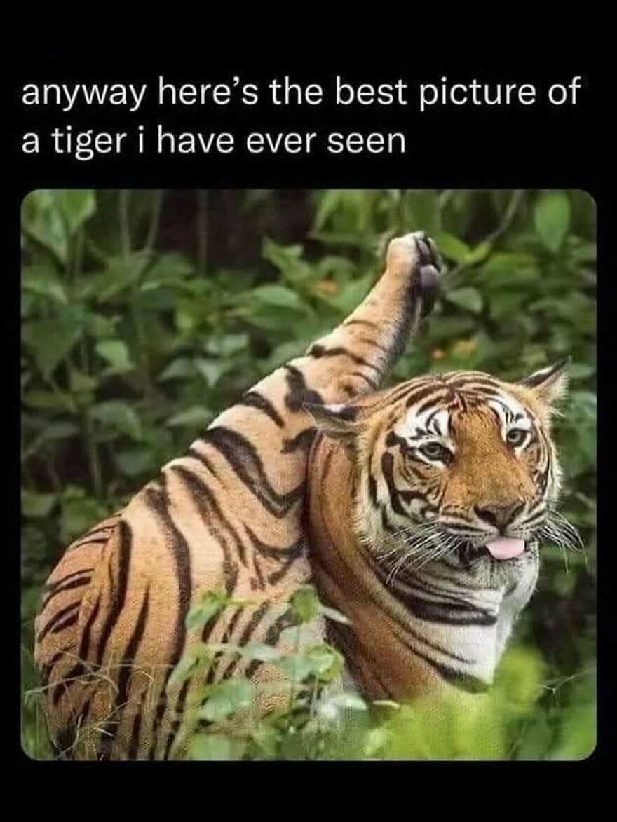 Tiger stretching with tongue out in a funny animal meme to bring light and laughter to your day in a natural green setting.