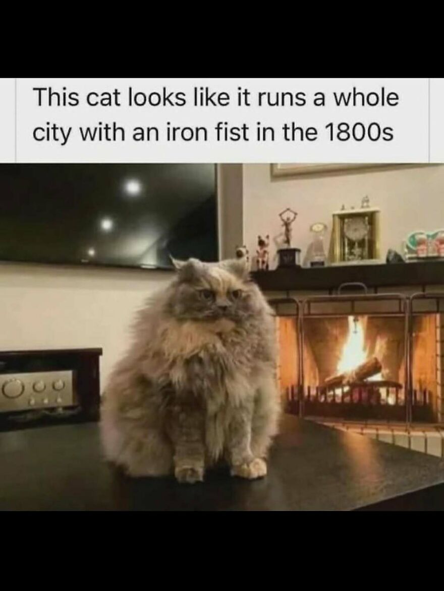 Fluffy cat sitting proudly by the fireplace in a cozy room, featured in funny animal memes to brighten your day.