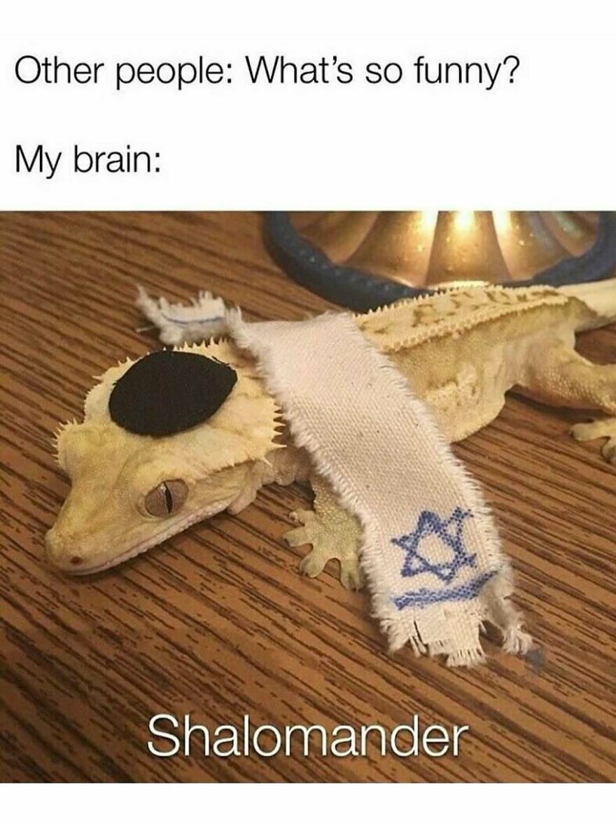 Funny animal meme of a lizard dressed humorously as a Shaloman, showcasing creative animal memes.