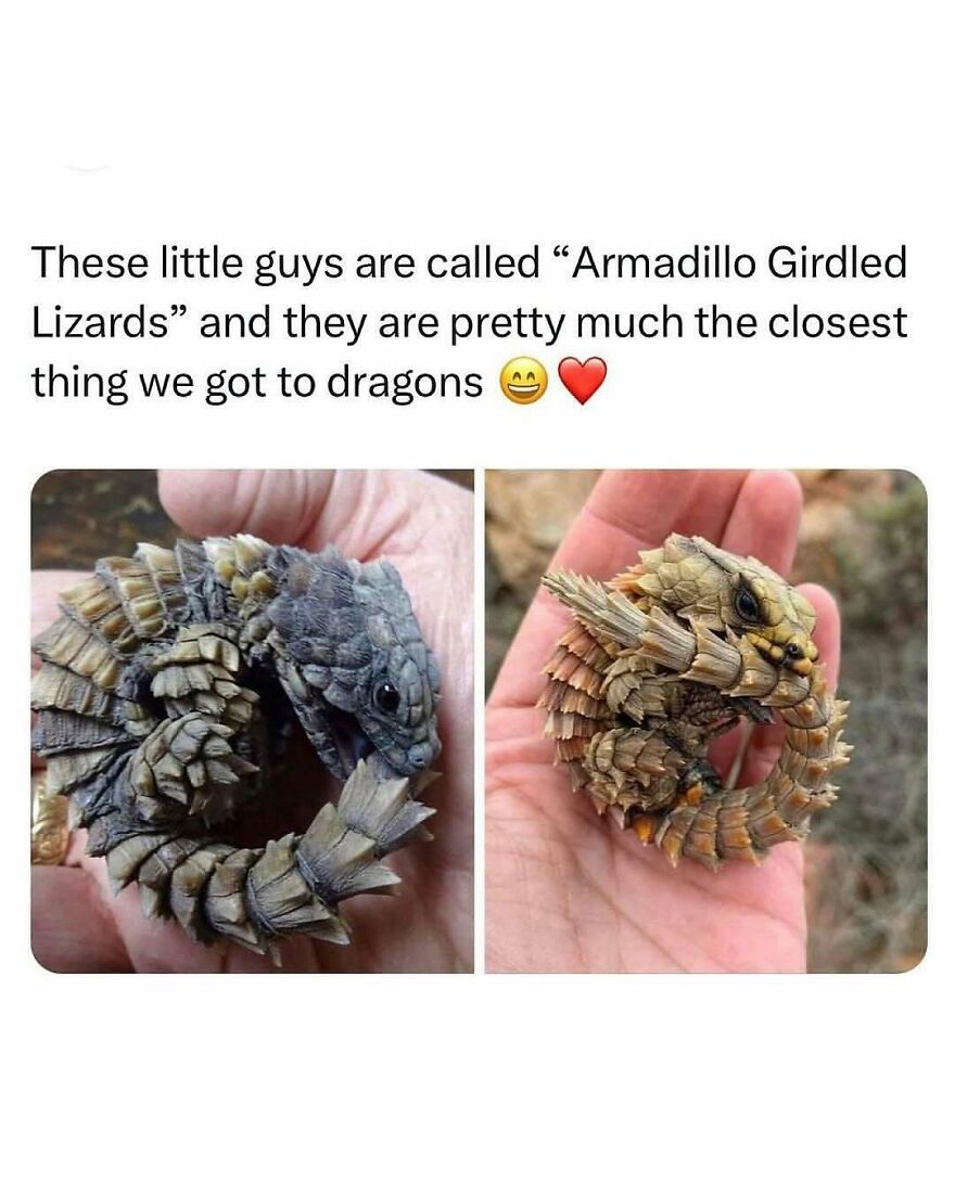 Two armadillo girdled lizards curled up in hands, showcasing their unique armored scales, funny animal memes inspiration.