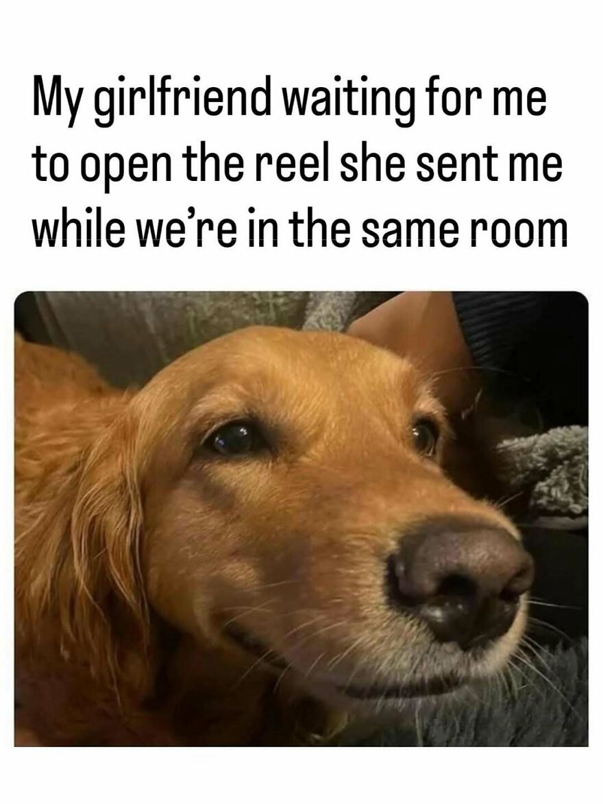 Close-up of a golden retriever's face with a patient expression featured in funny animal memes.