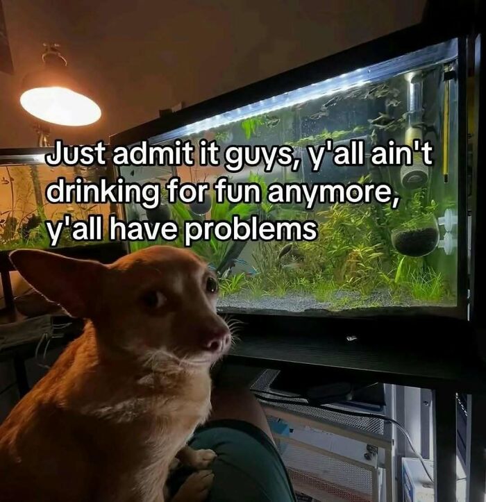 Dog sitting next to a fish tank with a humorous drinking meme, perfect for laughgorithm meme content.