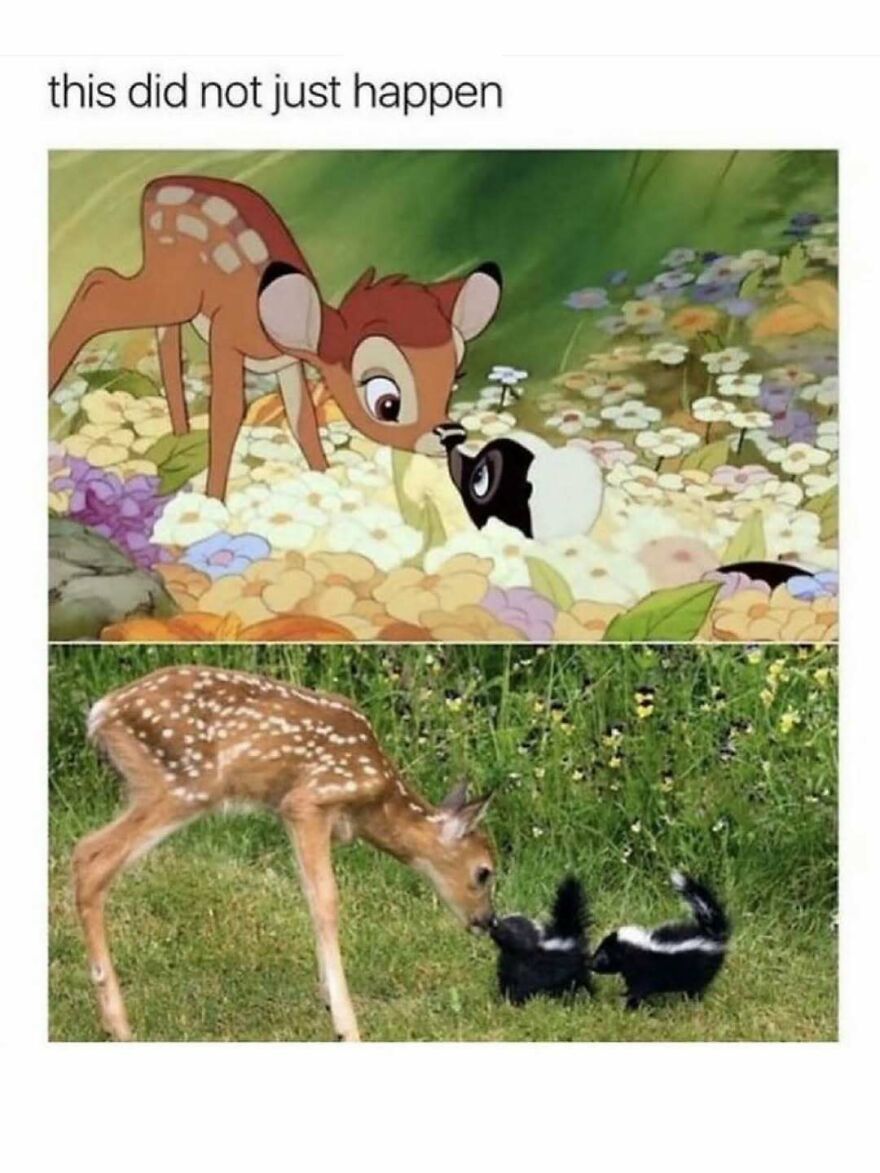 Cartoon and real-life deer and skunk meeting nose to nose in a funny animal meme for lightening your day.