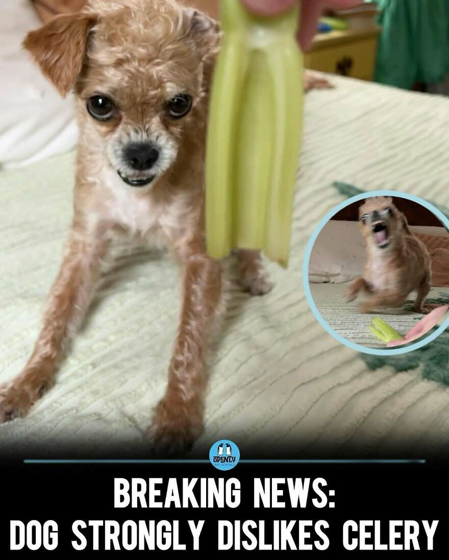Small dog making a funny face showing strong dislike for celery in a humorous animal meme.