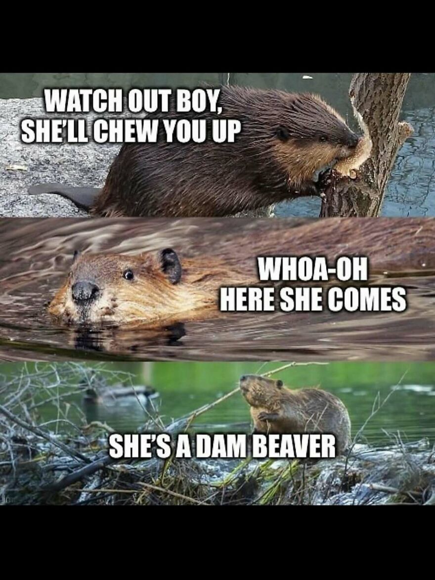 Funny animal meme with beavers chewing wood and swimming, showcasing playful humor in nature and wildlife.
