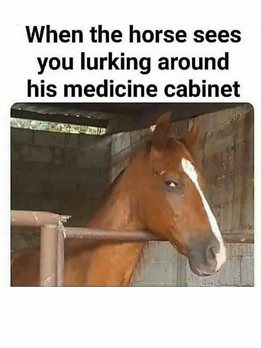 Horse giving a side-eye glance with funny animal meme text about lurking around his medicine cabinet.