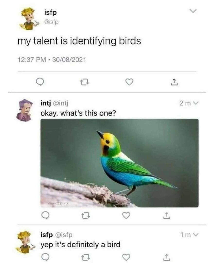Funny animal meme showing a colorful bird with a humorous conversation about identifying birds to bring light to your day.