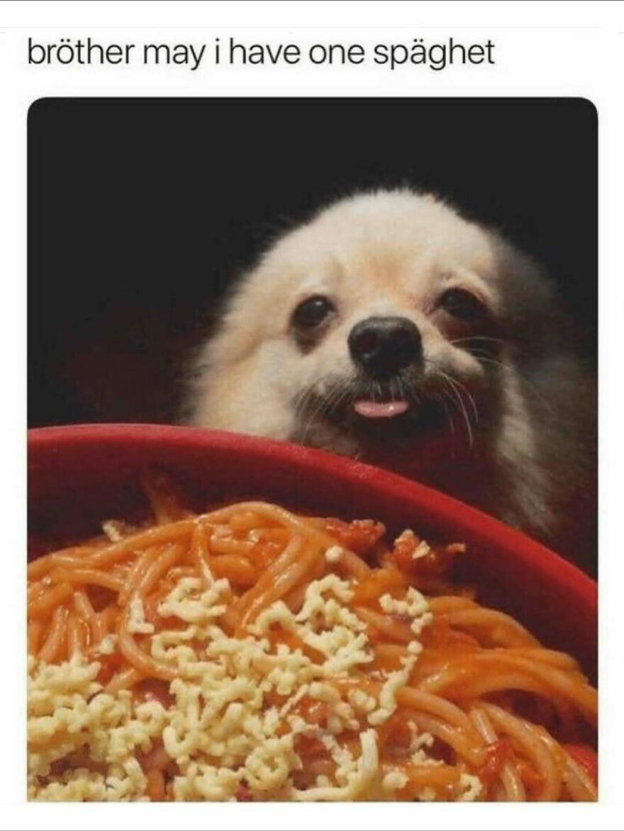 Cute dog with tongue out looking at a plate of spaghetti in a funny animal memes photo.