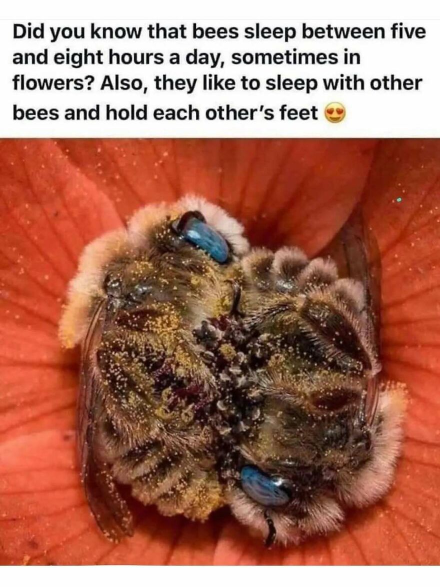 Two bees covered in pollen sleeping close together inside a flower in a funny animal memes moment.