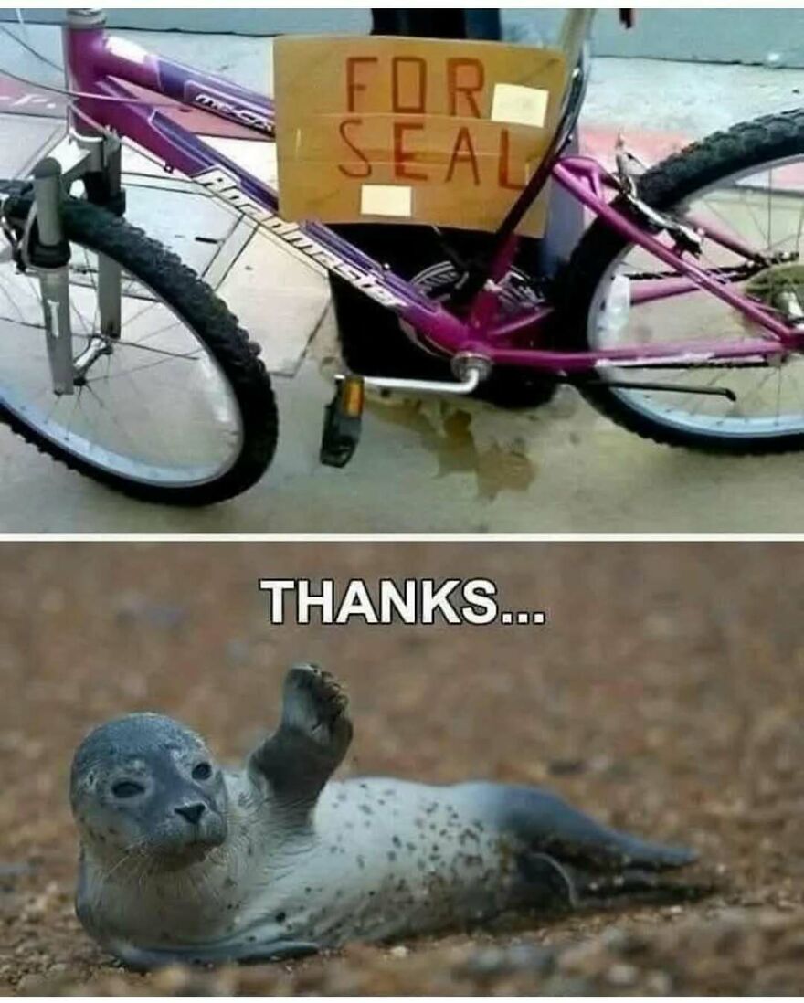 Purple bicycle with a For Seal sign above a seal lying on sand, raising a flipper with the caption thanks in a funny animal meme.