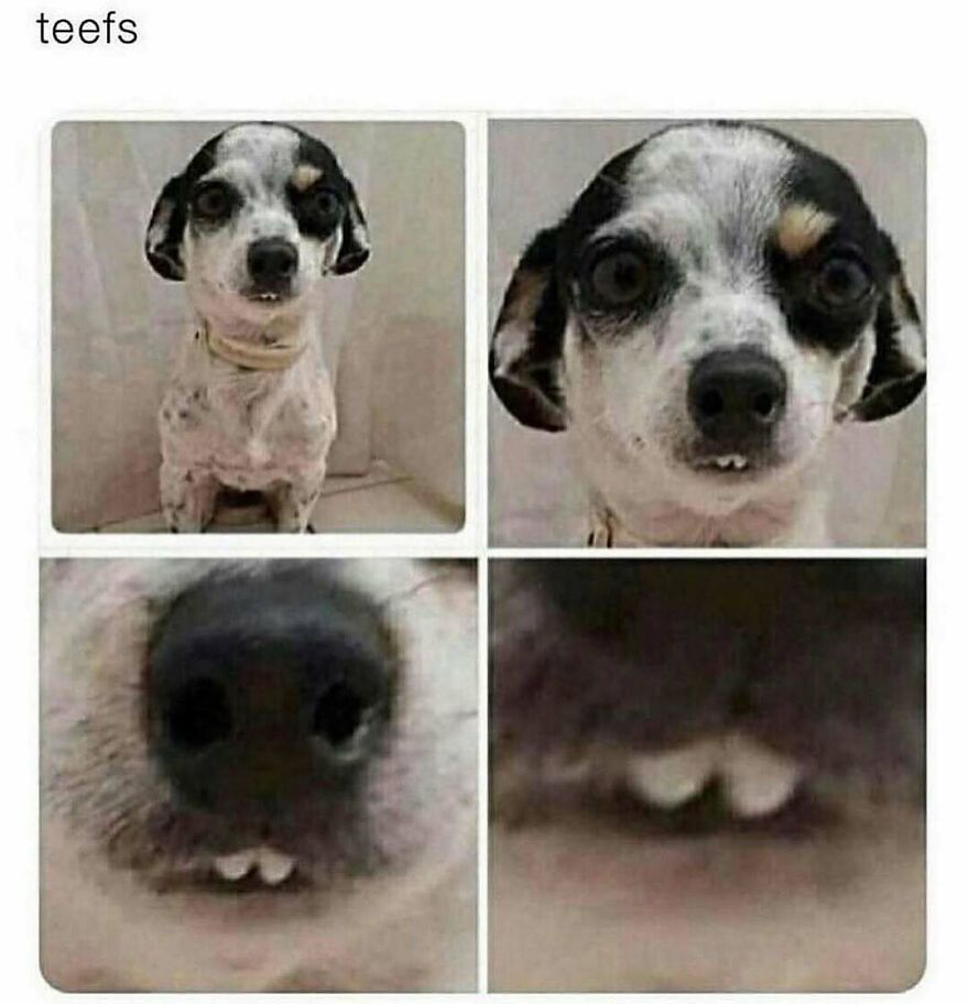 Funny animal meme featuring a small dog with goofy teeth close-up, showcasing humor in animal expressions.
