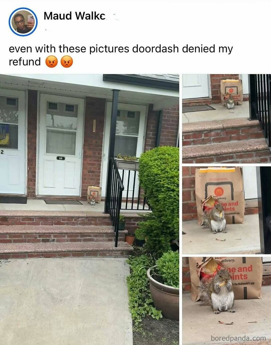 Squirrel caught stealing food from McDonald's delivery bag on doorstep in funny animal memes collection.