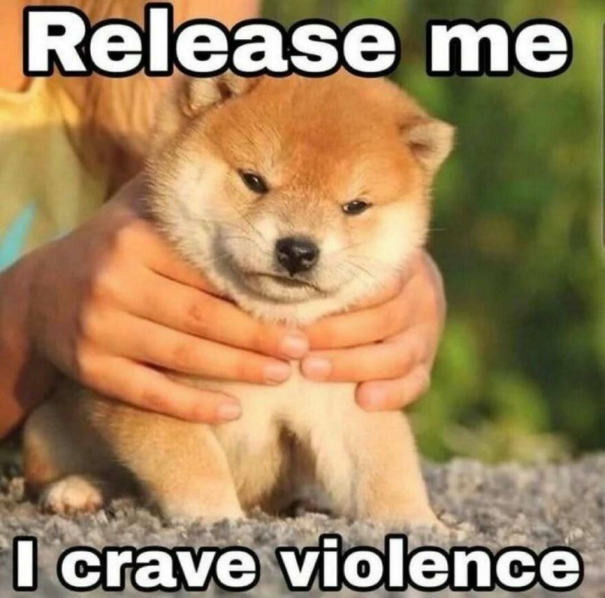Cute Shiba Inu puppy held by hands with funny animal meme text expressing frustration and craving violence.