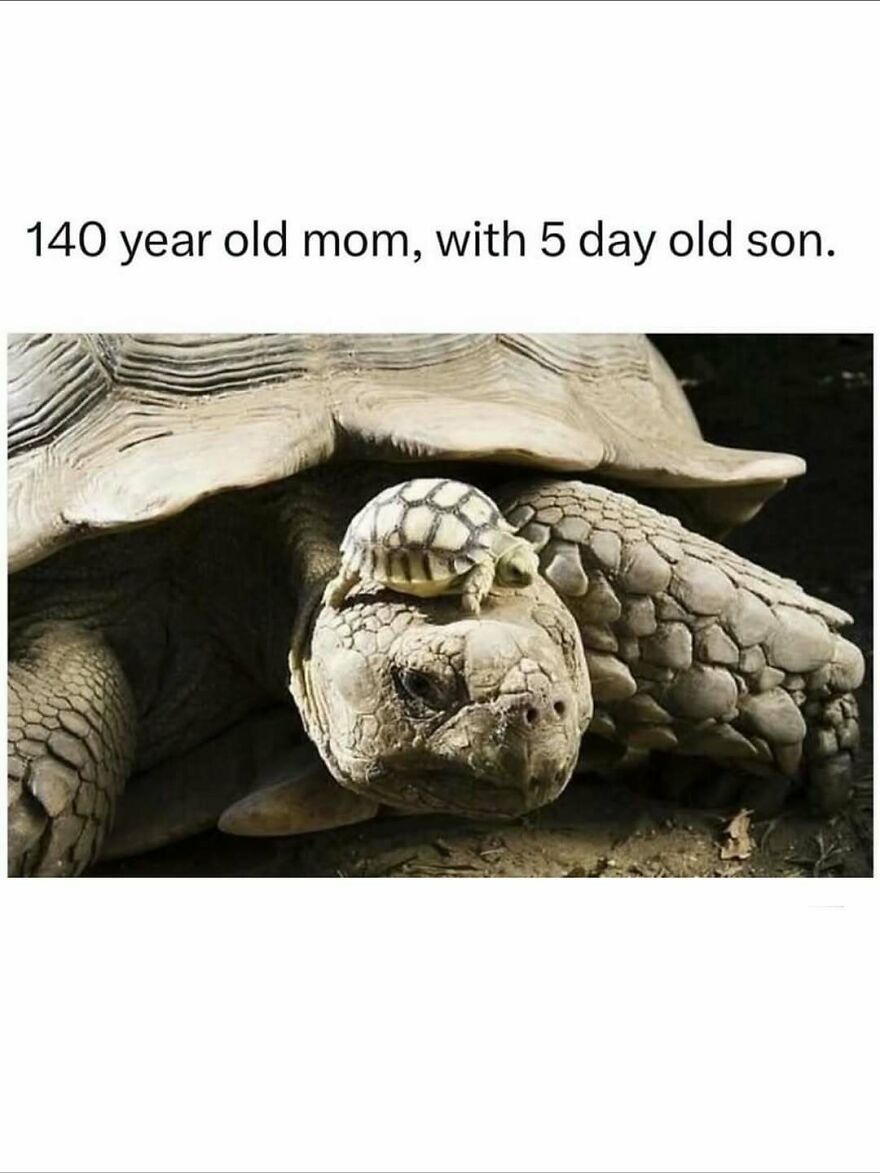 Funny animal meme showing a large turtle with a tiny baby turtle on its head, highlighting slow growth and age humor.