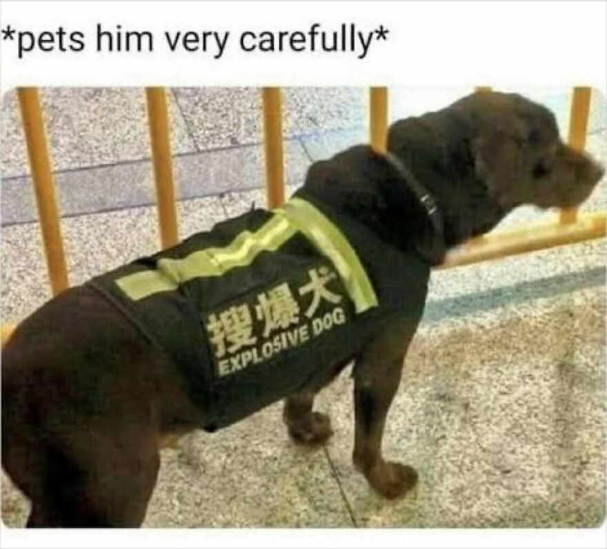 Funny animal meme showing a dog wearing an explosive dog vest with caption about petting him carefully.