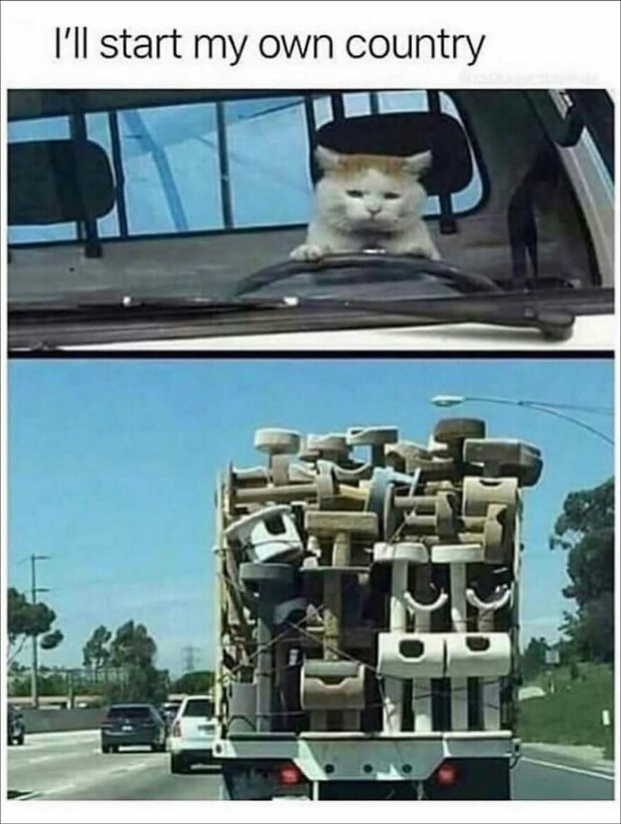 Cat gripping steering wheel humor meme above a truck loaded with stacked cat trees, showcasing funny animal memes.