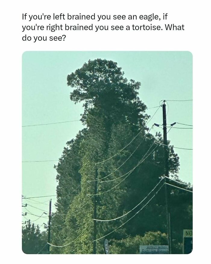 Funny movie meme showing a tree shaped like an eagle or tortoise, playing on left and right-brained perspectives.