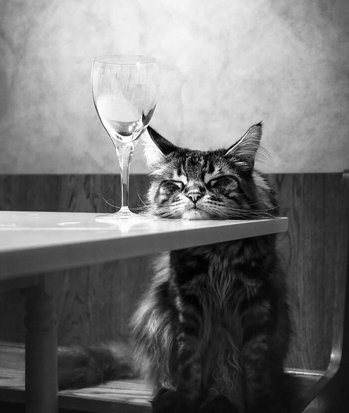 Black and white photo of a cat resting its head on a table near a wine glass, capturing a purr-fect moment.