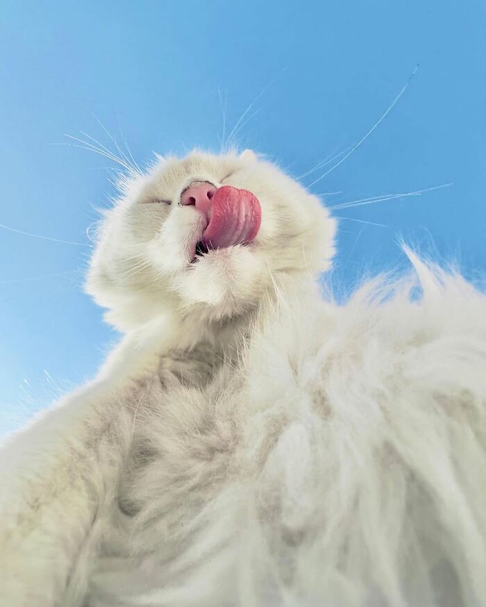 Fluffy white cat licking nose with tongue out against clear blue sky, capturing a purr-fect decisive moment.