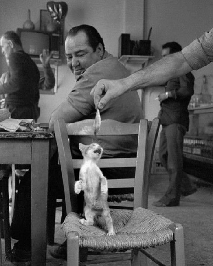 Kitten standing on chair reaching for food held by a hand in a candid cat decisive moments photo.