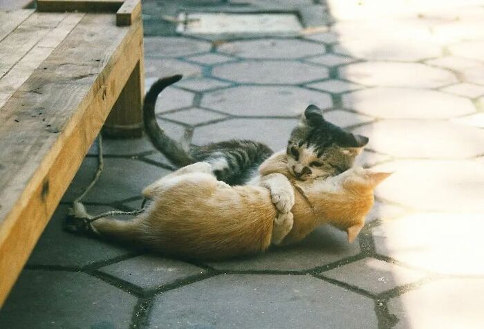 Two playful cats wrestling on a stone patio, capturing a purr-fect moment when cats steal the show.