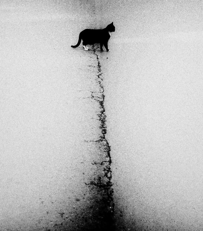 Black and white photo of a cat walking along a c*****d path, capturing a decisive moment with cats stealing the show.