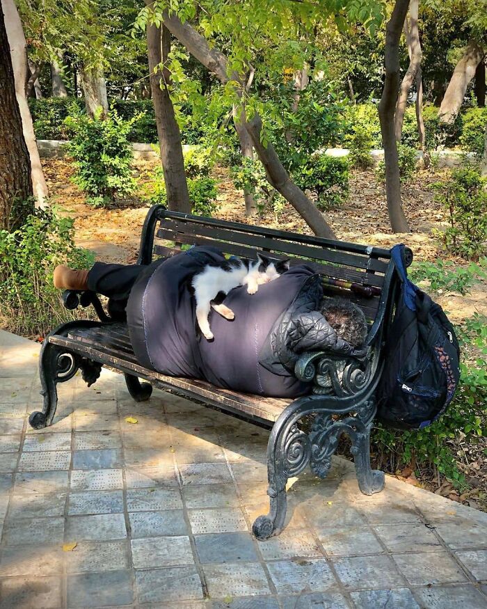 Cat sleeping on a person lying on a park bench, showcasing a purr-fect moment of cats stealing the show outdoors.