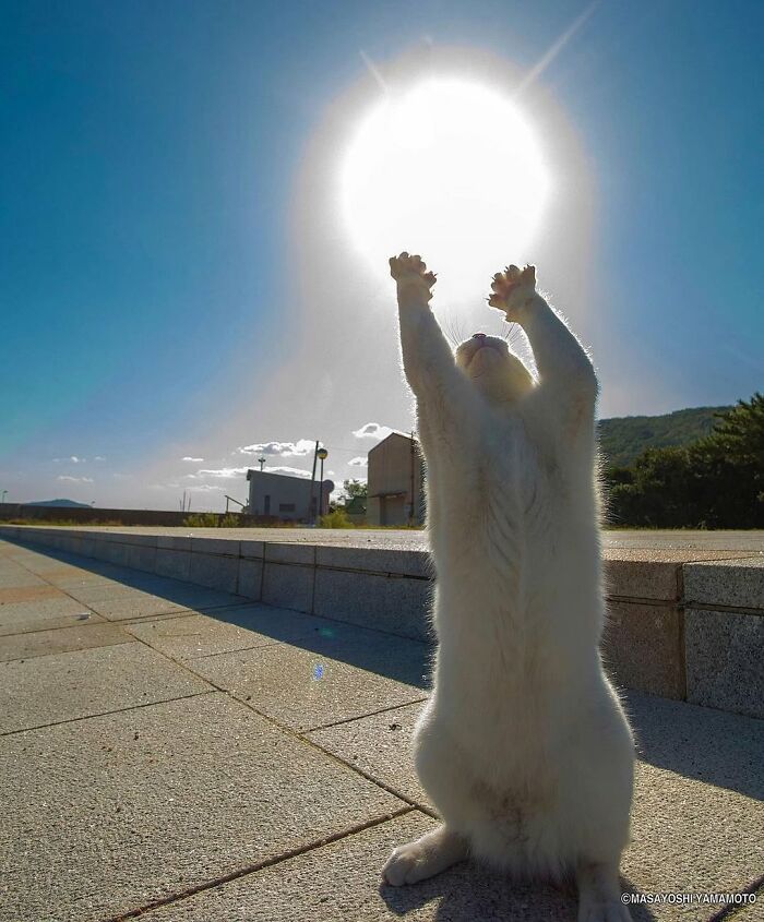 White cat stretching paws toward bright sun outdoors, capturing one of the decisive moments with perfect lighting.