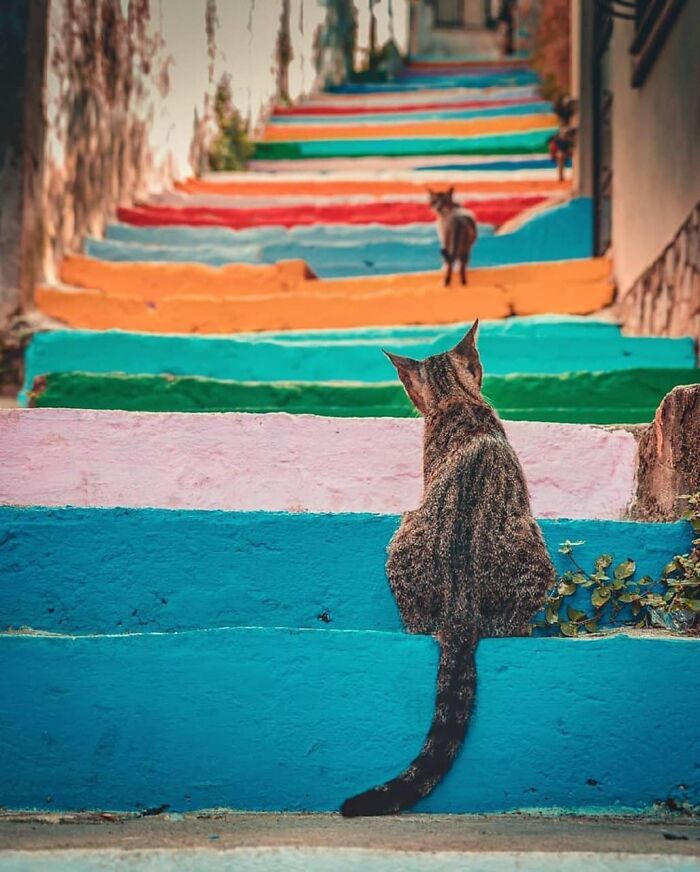 Tabby cat sitting on colorful painted stairs with another cat in the distance, showcasing cats stealing the show moments.
