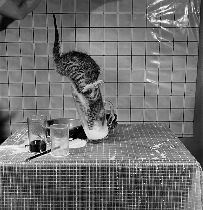 Cat diving headfirst into a glass of milk on a kitchen table, capturing a purr-fect decisive moment.