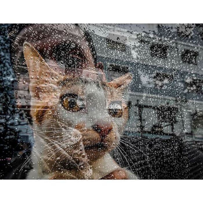 Close-up photo of a cat behind a rain-covered window showcasing purr-fect shots of cats stealing the show.