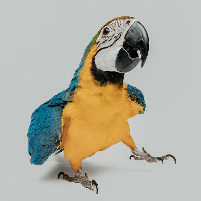 Colorful parrot photographed by Greg Murray showing a lively expression with bright blue and yellow feathers.