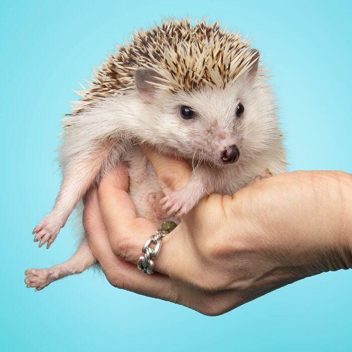 Hedgehog with a curious expression being held gently, showcasing Greg Murray photographed animals with priceless expressions.