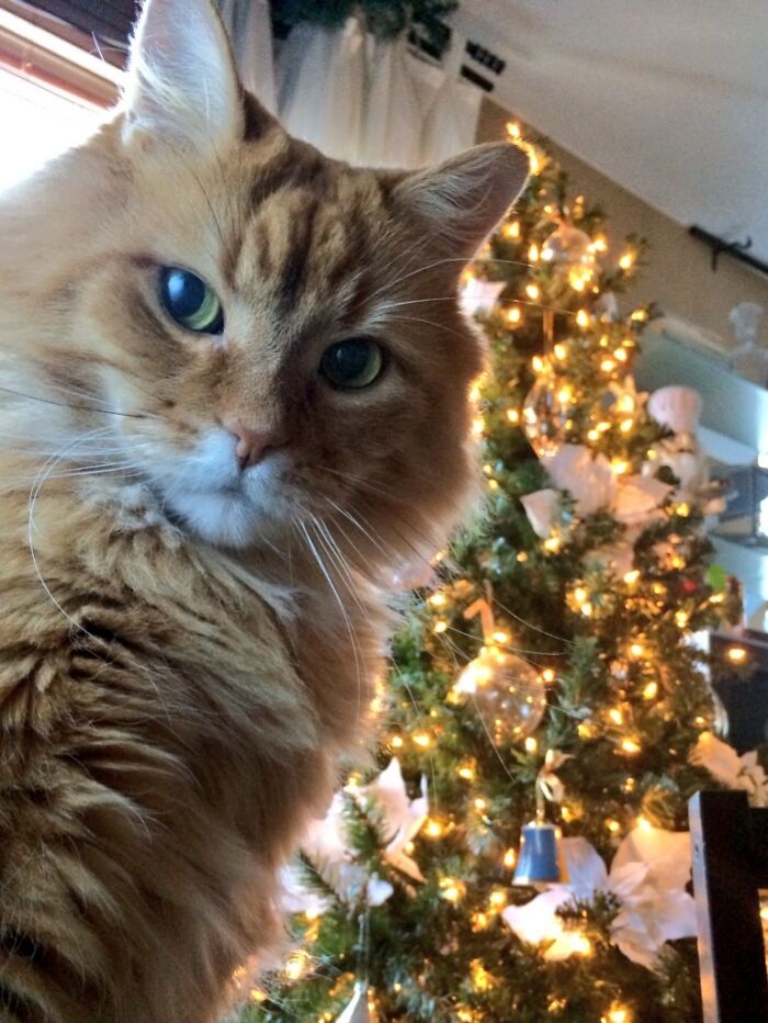 Close-up of an orange cat taking a selfie by a decorated and lit Christmas tree featuring animals who can take better selfies.