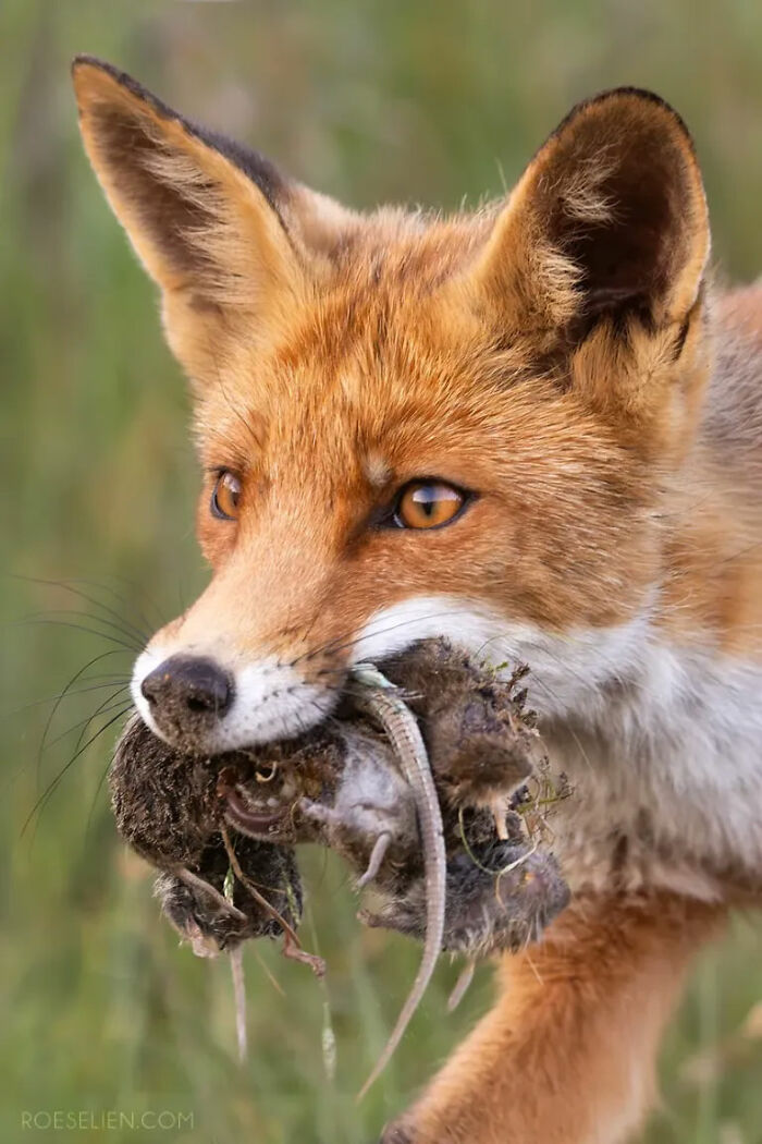 Foxes Are Way More Incredible Than You Think—Here Are 31 Proofs Foxes Are Way More Incredible Than You Think—Here Are 31 Proofs