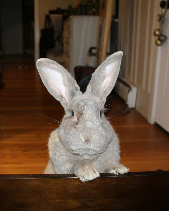 Gray rabbit with large ears standing on hind legs indoors, illustrating Hoppy Gilmore’s journey from frail rabbit to affectionate companion. Gray rabbit with large ears standing on hind legs indoors, illustrating Hoppy Gilmore’s journey from frail rabbit to affectionate companion.