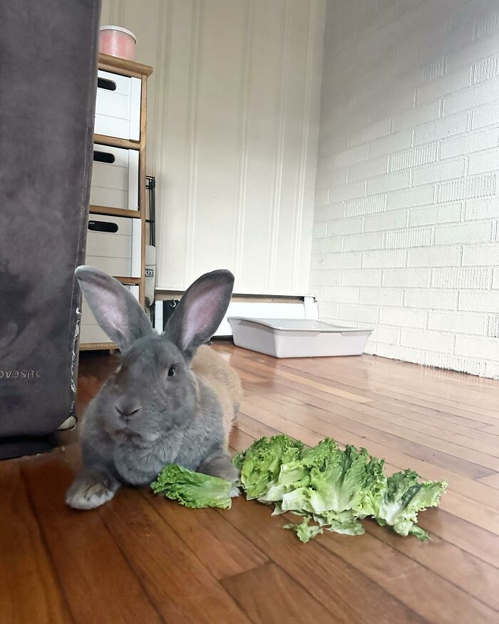 Gray rabbit Hoppy Gilmore lying on wooden floor with green lettuce, showing affectionate dog-like companion behavior. Gray rabbit Hoppy Gilmore lying on wooden floor with green lettuce, showing affectionate dog-like companion behavior.