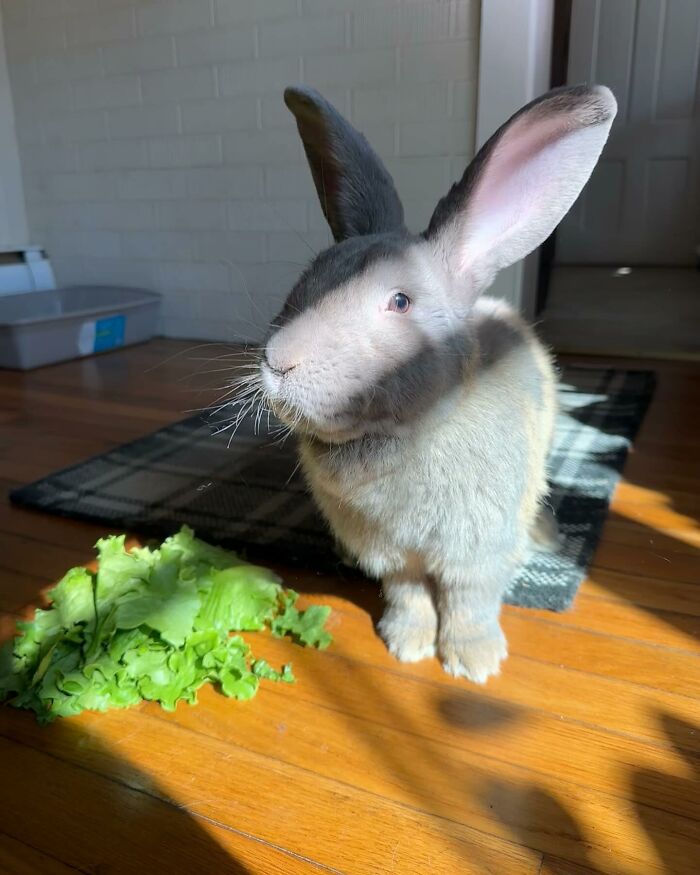Rabbit Hoppy Gilmore sitting on a wooden floor near lettuce, showing his journey to an affectionate, dog-like companion. Rabbit Hoppy Gilmore sitting on a wooden floor near lettuce, showing his journey to an affectionate, dog-like companion.