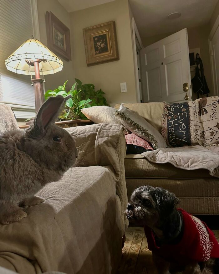 Rabbit and dog companion interacting in a cozy living room highlighting Hoppy Gilmore’s dog-like affectionate journey. Rabbit and dog companion interacting in a cozy living room highlighting Hoppy Gilmore’s dog-like affectionate journey.