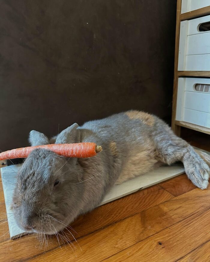 Gray rabbit lying on a wooden floor with a carrot balanced on its head, showing a dog-like companion's affectionate nature. Gray rabbit lying on a wooden floor with a carrot balanced on its head, showing a dog-like companion's affectionate nature.