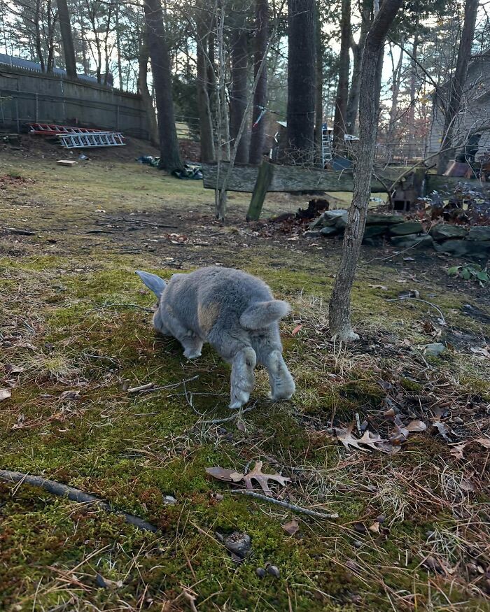 Rabbit exploring mossy yard outdoors, showcasing Hoppy Gilmore’s journey from frail rabbit to affectionate, dog-like companion. Rabbit exploring mossy yard outdoors, showcasing Hoppy Gilmore’s journey from frail rabbit to affectionate, dog-like companion.