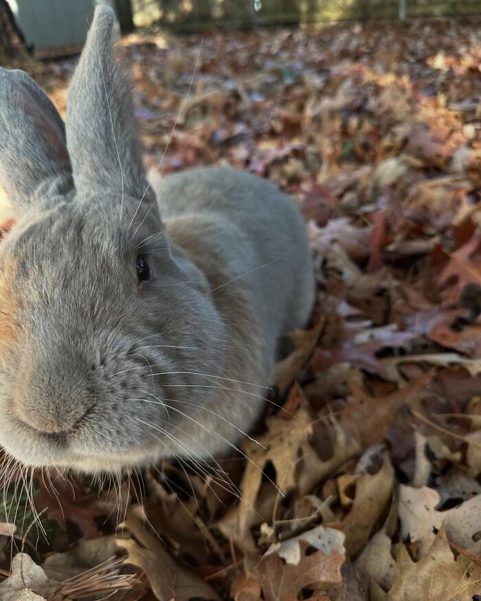 Close-up of Hoppy Gilmore the rabbit exploring autumn leaves, showing his affectionate and dog-like companion nature. Close-up of Hoppy Gilmore the rabbit exploring autumn leaves, showing his affectionate and dog-like companion nature.