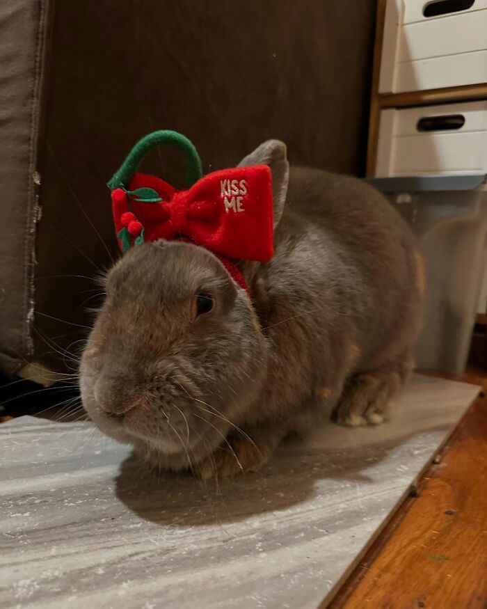 Brown rabbit wearing a festive red bow with kiss me text, showing affection like a dog in a cozy indoor setting. Brown rabbit wearing a festive red bow with kiss me text, showing affection like a dog in a cozy indoor setting.