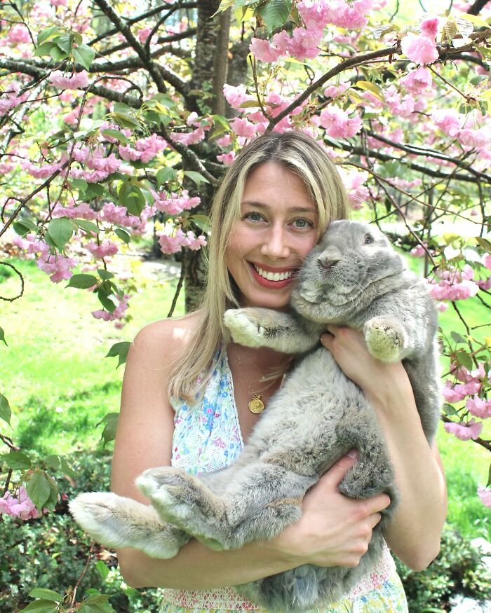 Woman holding large gray rabbit under blooming pink flowers, showcasing the affectionate dog-like companion transformation. Woman holding large gray rabbit under blooming pink flowers, showcasing the affectionate dog-like companion transformation.