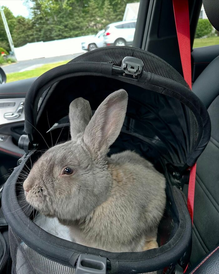 Gray rabbit sitting in a pet carrier inside a car, highlighting the journey from frail rabbit to affectionate companion. Gray rabbit sitting in a pet carrier inside a car, highlighting the journey from frail rabbit to affectionate companion.