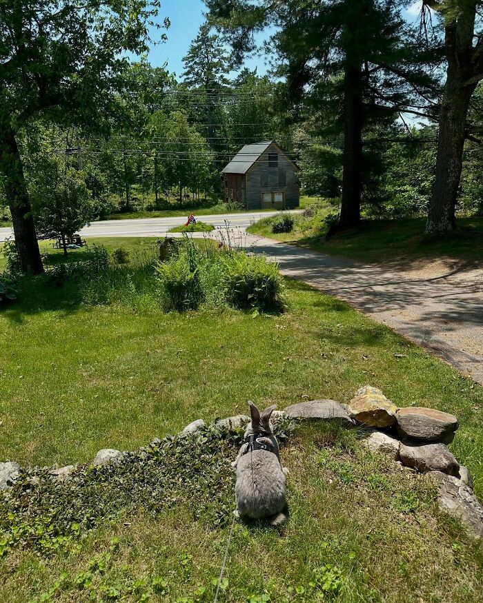 Gray rabbit with harness sitting on grass in a sunny yard, showcasing Hoppy Gilmore’s journey as an affectionate companion. Gray rabbit with harness sitting on grass in a sunny yard, showcasing Hoppy Gilmore’s journey as an affectionate companion.