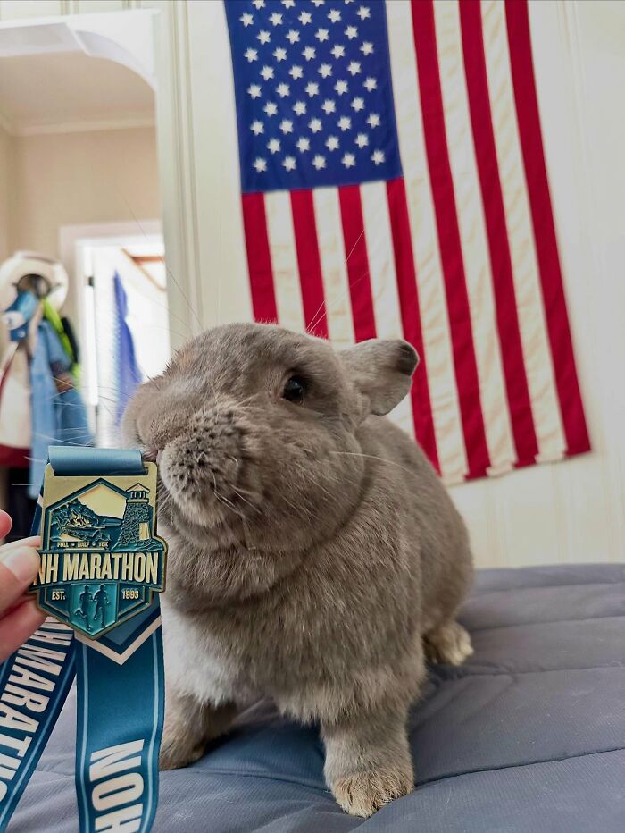 Affectionate dog-like rabbit sitting indoors near an American flag with a marathon medal in front of it. Affectionate dog-like rabbit sitting indoors near an American flag with a marathon medal in front of it.
