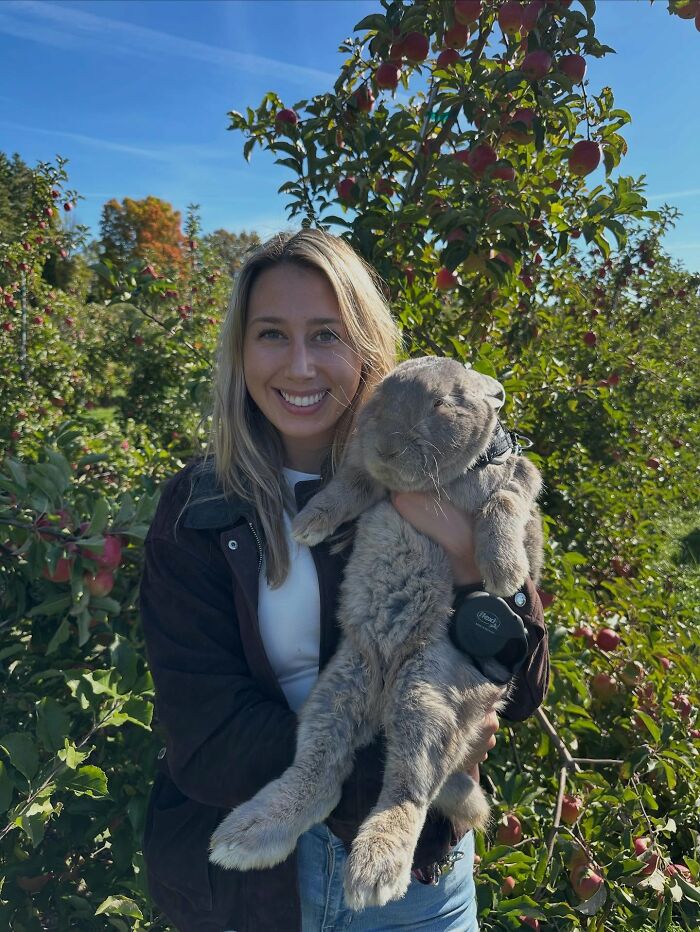 Young woman smiling and holding large affectionate rabbit in an apple orchard on a sunny day, showing companion bond. Young woman smiling and holding large affectionate rabbit in an apple orchard on a sunny day, showing companion bond.