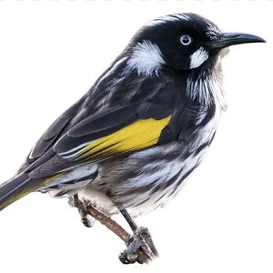 michellemcneill_1 avatar