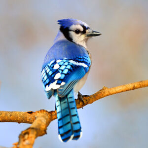 jonahhatton12 avatar